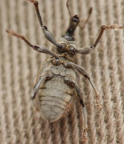 Graptus nictitans singularis